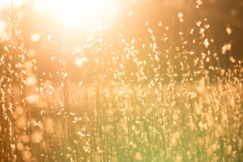 Image of grass in sunlight